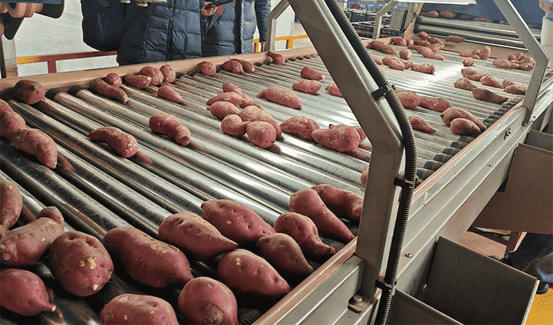 images/1772613338638sweet potato inspection table.png
